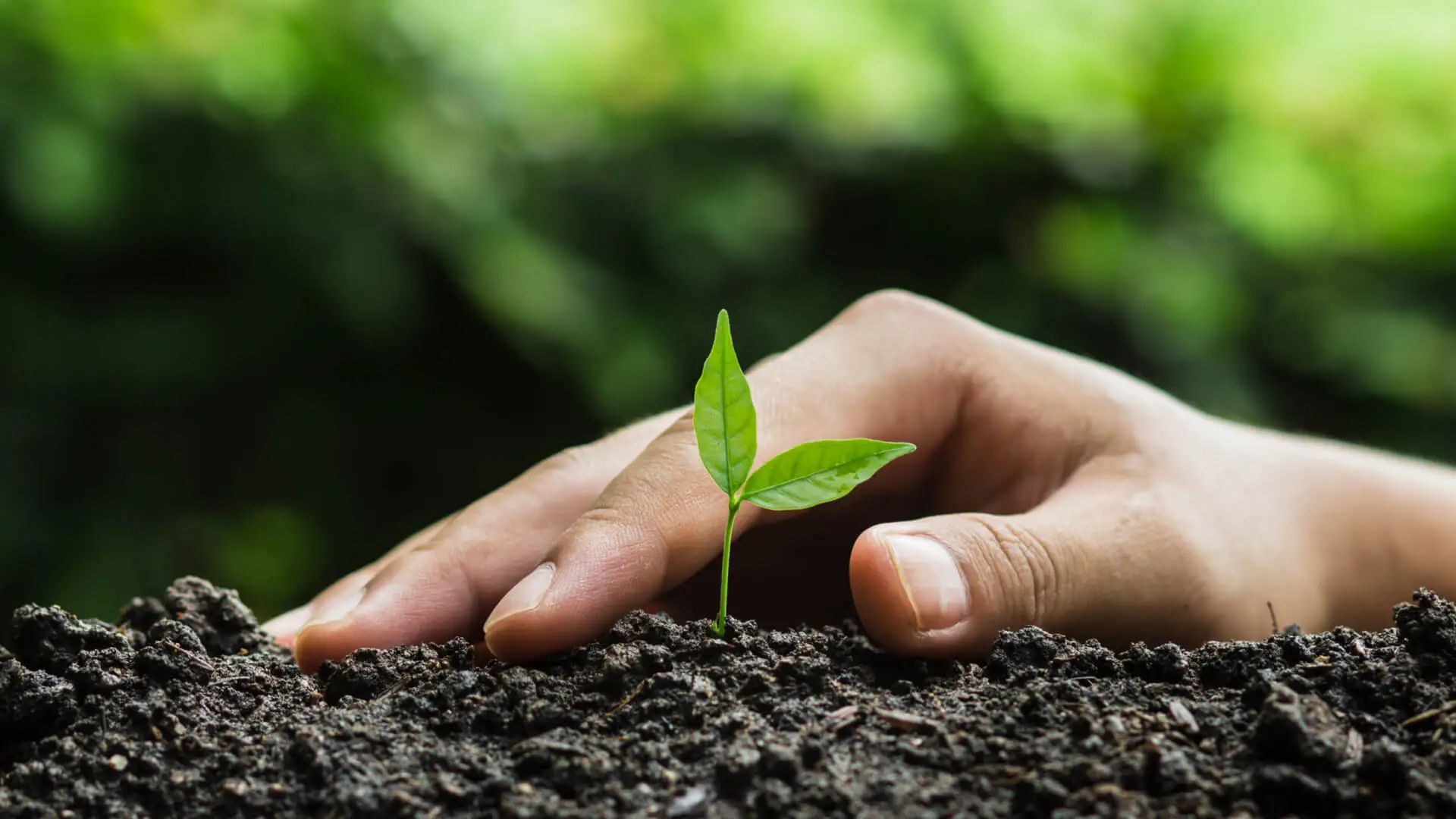 Náhledový obrázek článku